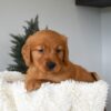 Image of Ocean, a Golden Retriever puppy