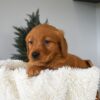 Image of Ocean, a Golden Retriever puppy