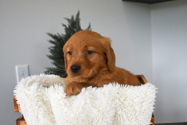 Image of Ocean, a Golden Retriever puppy