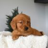 Image of Ocean, a Golden Retriever puppy