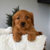 Image of Ocean, a Golden Retriever puppy