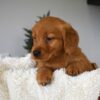 Image of Ocean, a Golden Retriever puppy