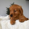 Image of Ocean, a Golden Retriever puppy