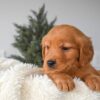 Image of Olivia, a Golden Retriever puppy