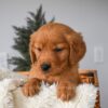 Image of Olivia, a Golden Retriever puppy