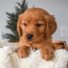 Image of Olivia, a Golden Retriever puppy