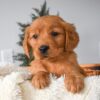 Image of Olivia, a Golden Retriever puppy