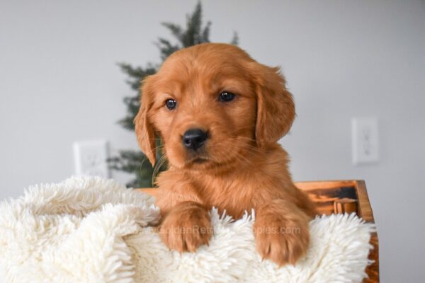 Image of Olivia, a Golden Retriever puppy