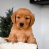 Image of Olivia, a Golden Retriever puppy