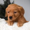 Image of Orchid, a Golden Retriever puppy