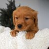 Image of Orchid, a Golden Retriever puppy