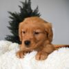 Image of Orchid, a Golden Retriever puppy