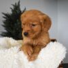 Image of Orchid, a Golden Retriever puppy