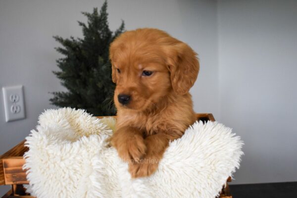 Image of Orchid, a Golden Retriever puppy