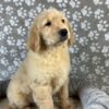 Image of Polar, a Golden Retriever puppy