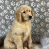 Image of Polar, a Golden Retriever puppy