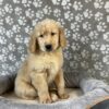 Image of Polar, a Golden Retriever puppy