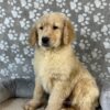 Image of Polar, a Golden Retriever puppy