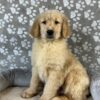 Image of Polar, a Golden Retriever puppy