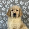 Image of Polar, a Golden Retriever puppy