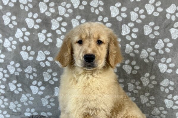 Image of Polar, a Golden Retriever puppy