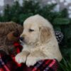 Image of Polar, a Golden Retriever puppy