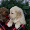 Image of Polar, a Golden Retriever puppy