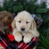 Image of Polar, a Golden Retriever puppy