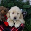 Image of Polar, a Golden Retriever puppy