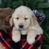 Image of Polar, a Golden Retriever puppy