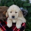 Image of Polar, a Golden Retriever puppy