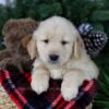 Image of Polar, a Golden Retriever puppy