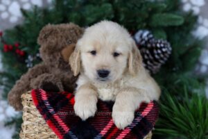 Image of Polar, a Golden Retriever puppy