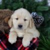 Image of Polar, a Golden Retriever puppy