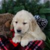 Image of Polar, a Golden Retriever puppy