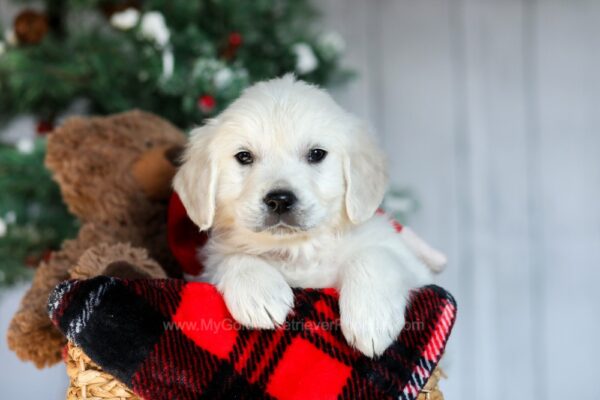 Image of River, a Golden Retriever puppy