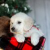 Image of River, a Golden Retriever puppy