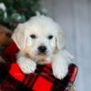 Image of River, a Golden Retriever puppy