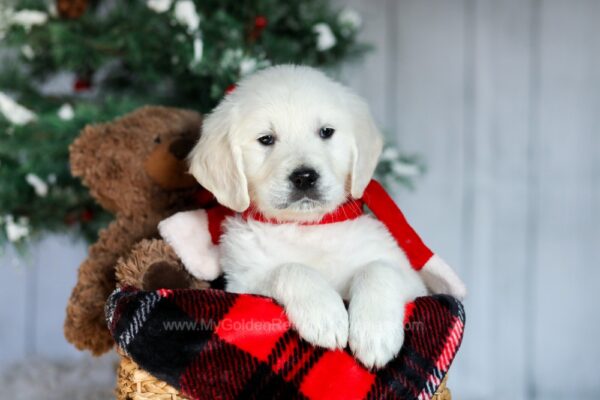 Image of Rover, a Golden Retriever puppy