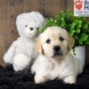 Image of Sage, a Golden Retriever puppy