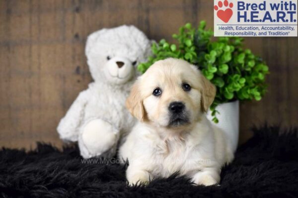 Image of Sage, a Golden Retriever puppy