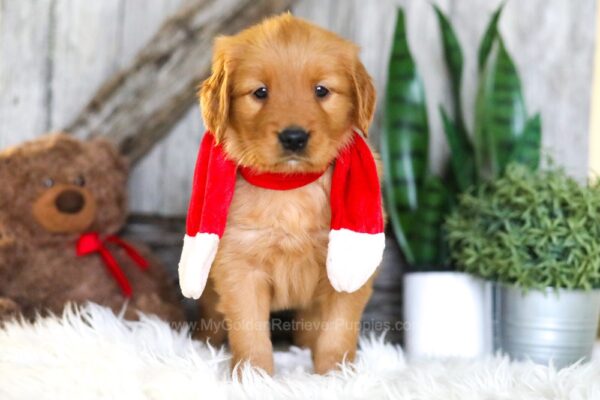 Image of Sonya, a Golden Retriever puppy