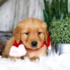 Image of Spike, a Golden Retriever puppy