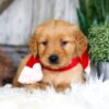 Image of Spike, a Golden Retriever puppy