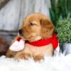 Image of Spike, a Golden Retriever puppy