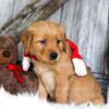 Image of Spike, a Golden Retriever puppy