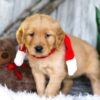 Image of Spike, a Golden Retriever puppy