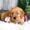 Image of Spike, a Golden Retriever puppy