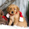 Image of Spike, a Golden Retriever puppy