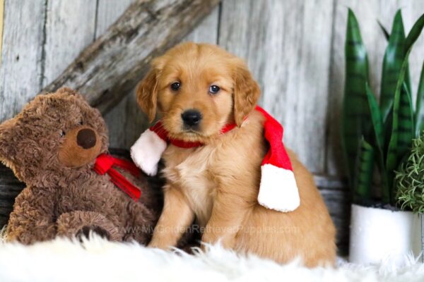 Image of Spike, a Golden Retriever puppy